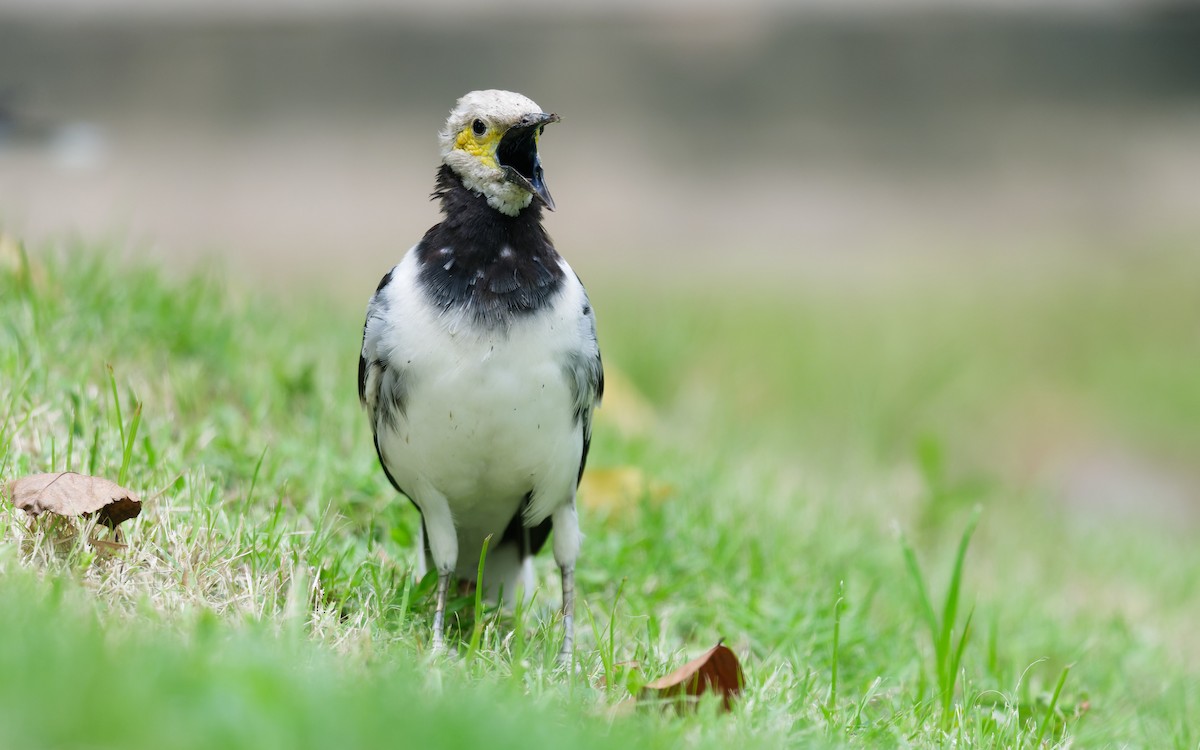 Black-collared Starling - ML642148369