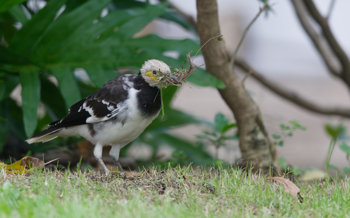 Black-collared Starling - ML642148370