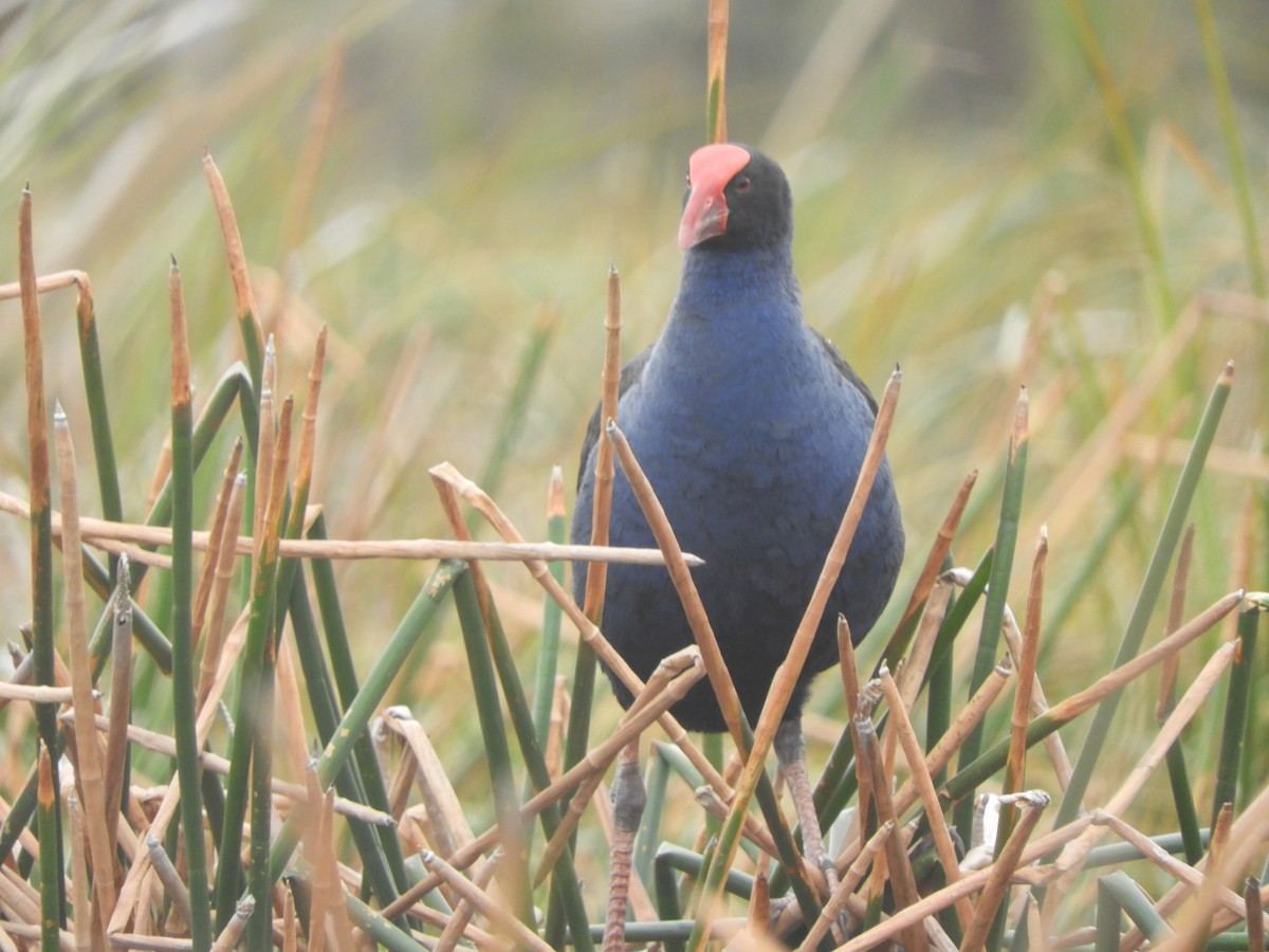 Australasian Swamphen - ML642148371