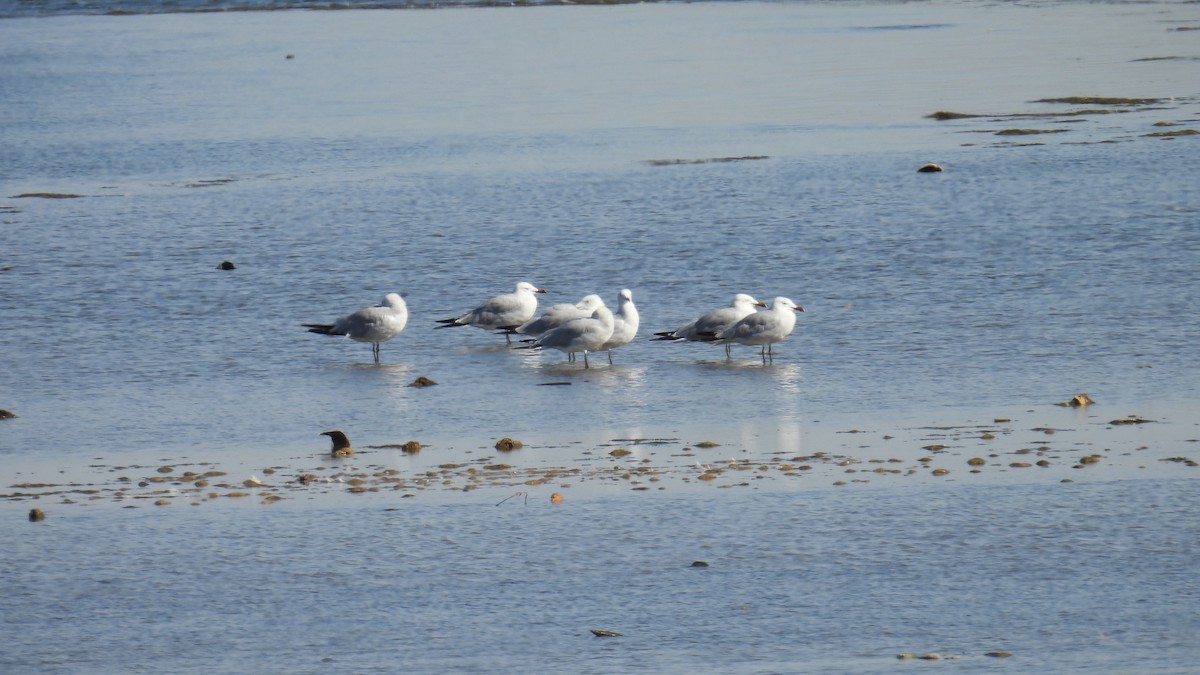 Audouin's Gull - ML642148372