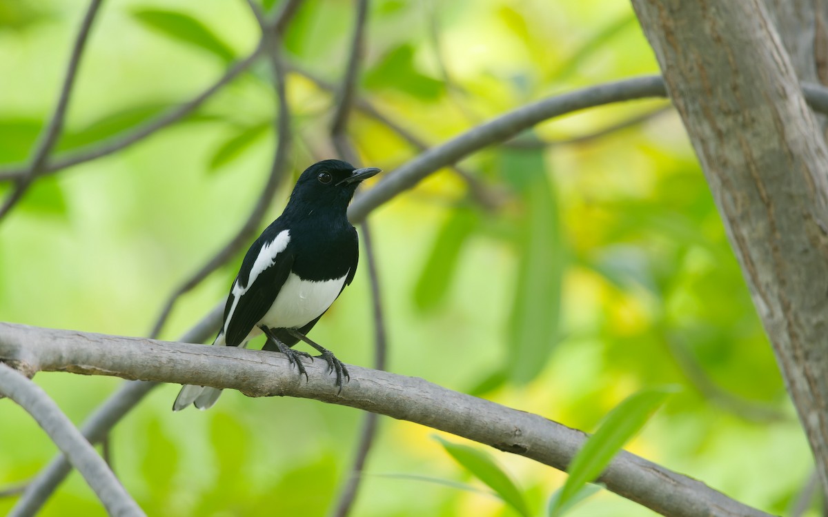Oriental Magpie-Robin - ML642148373