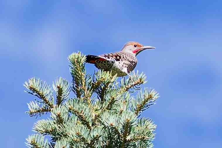 Northern Flicker - ML642148374