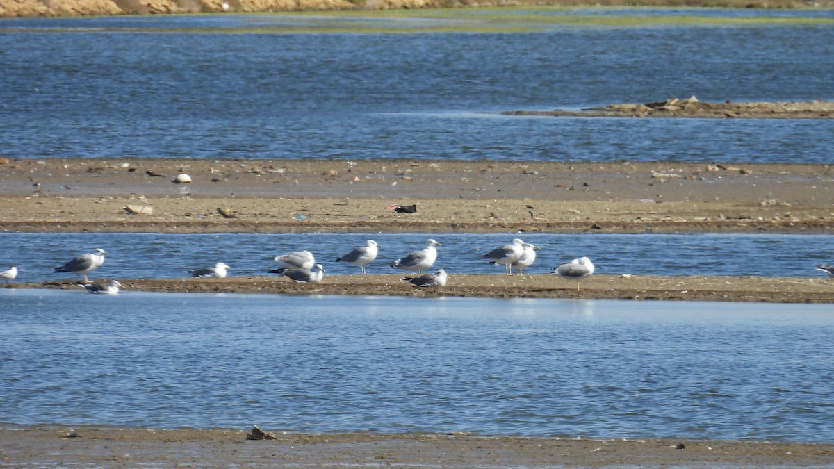 Yellow-legged Gull - ML642148376