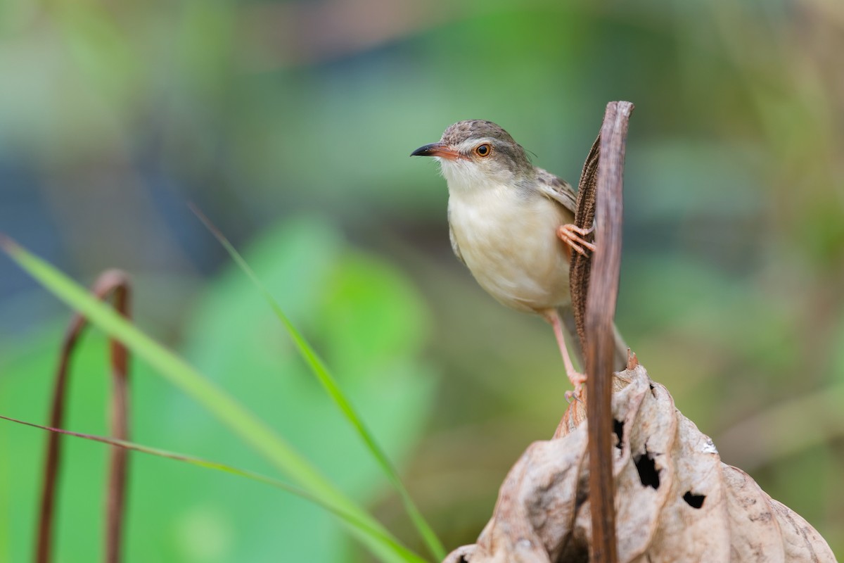 Plain Prinia - ML642148377