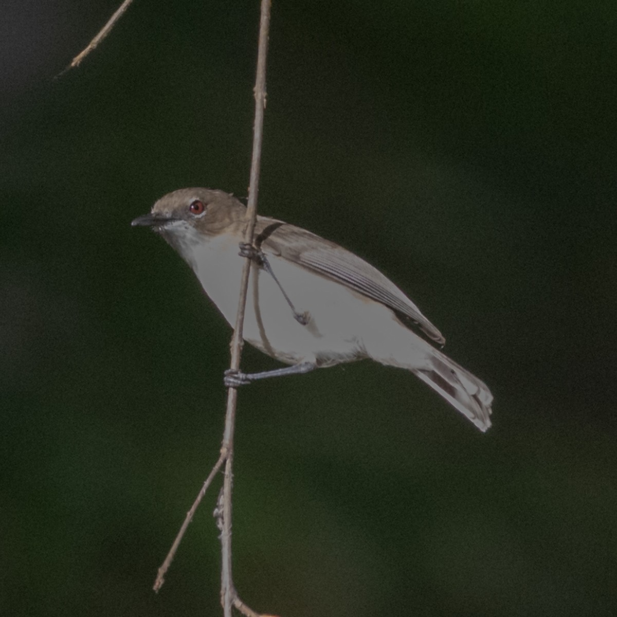 gerygone sp. - ML642148378