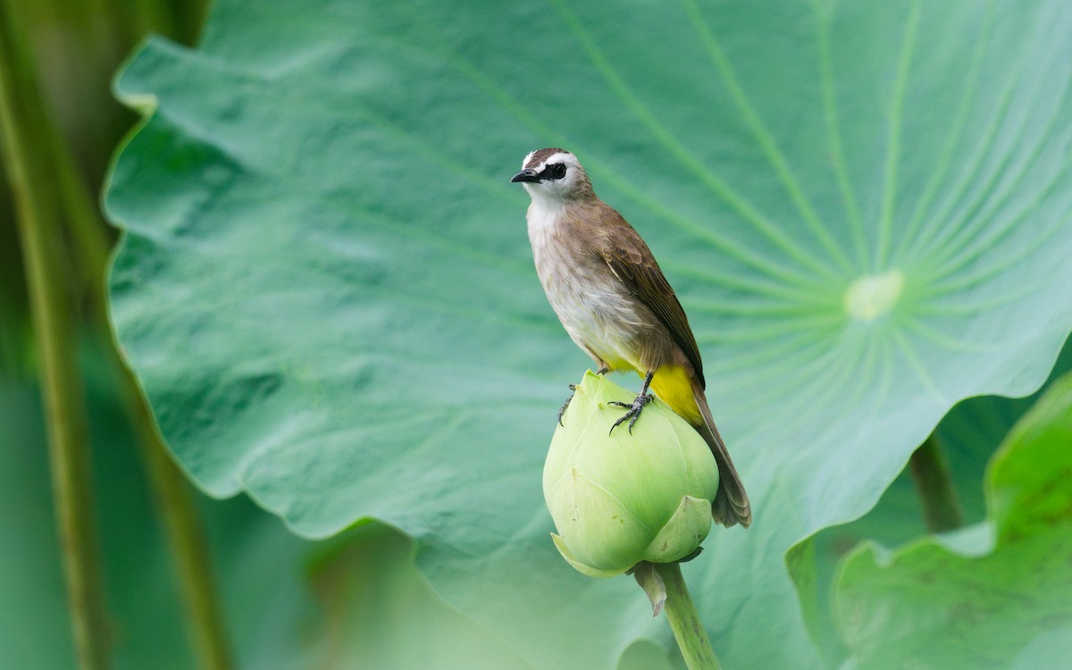 Yellow-vented Bulbul - ML642148380