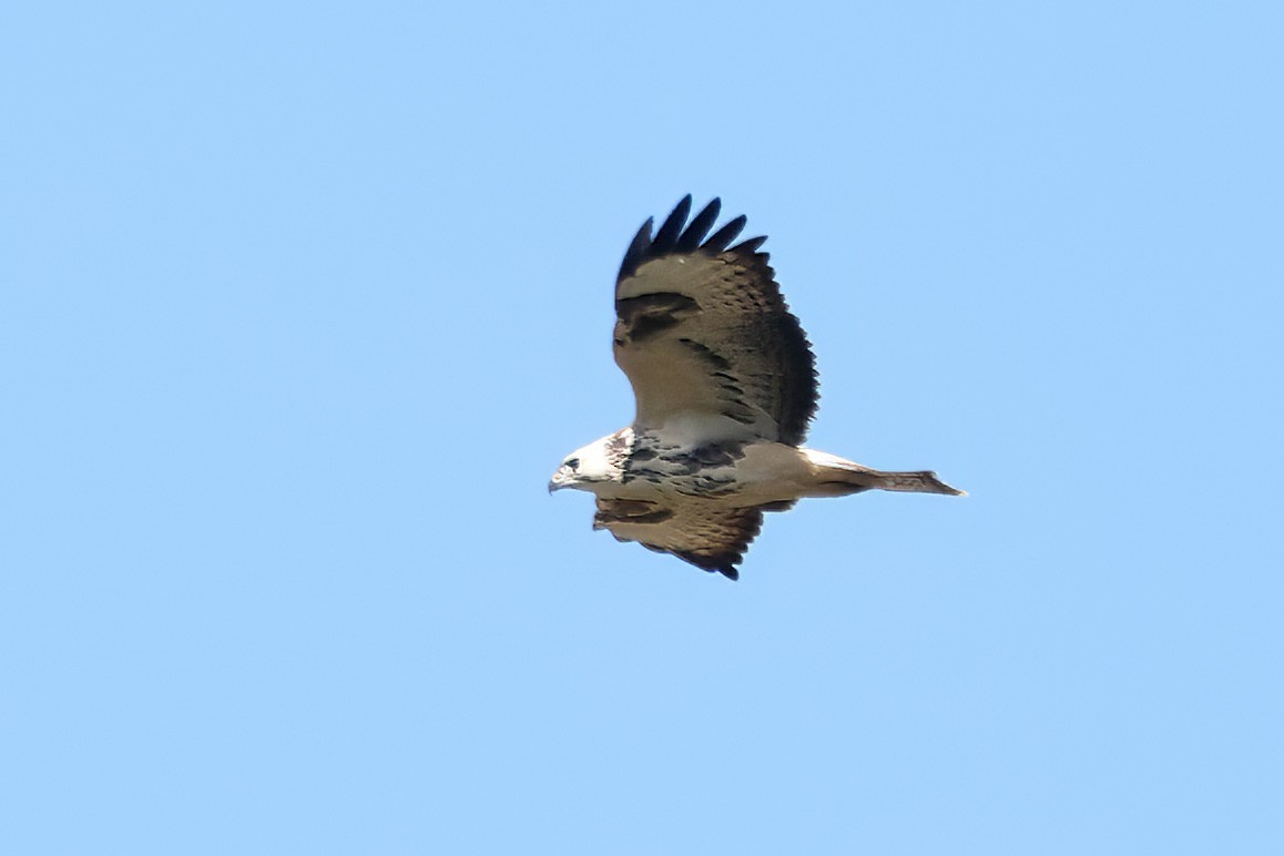 Common Buzzard - ML642148381