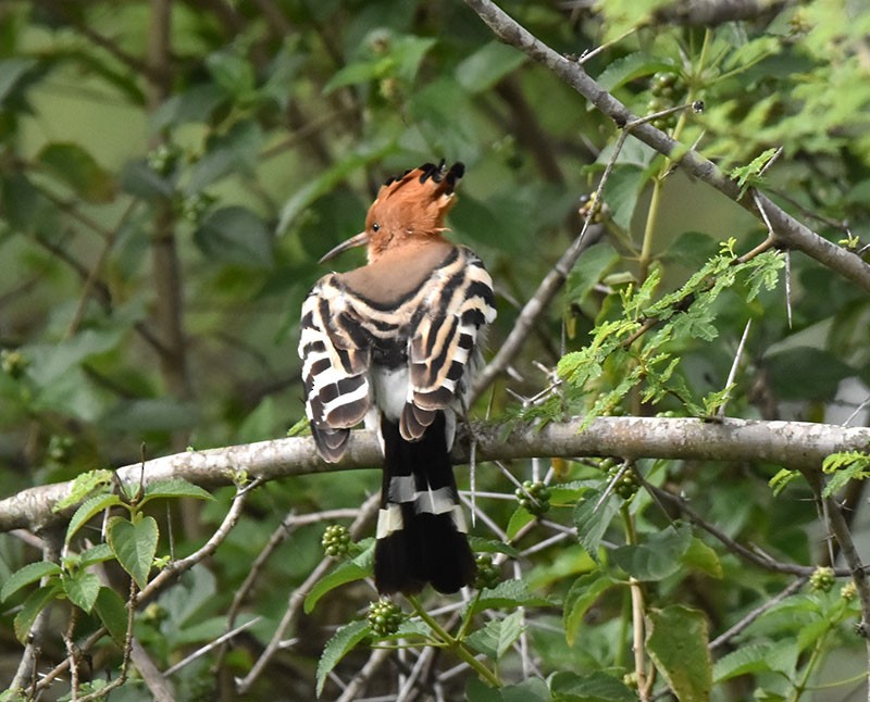 Eurasian Hoopoe - ML642148382