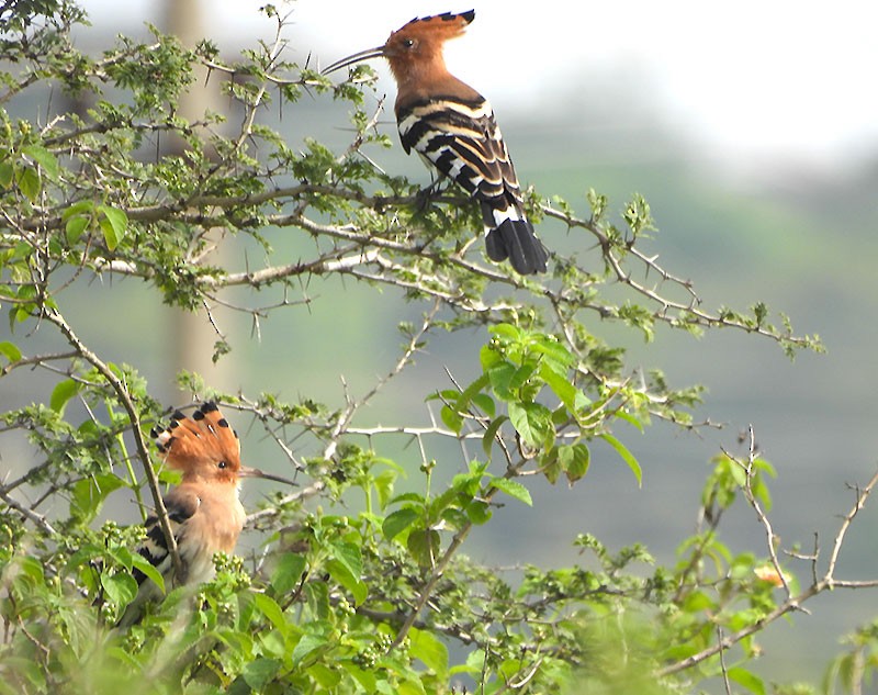 Eurasian Hoopoe - ML642148383