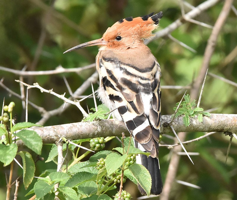 Eurasian Hoopoe - ML642148384