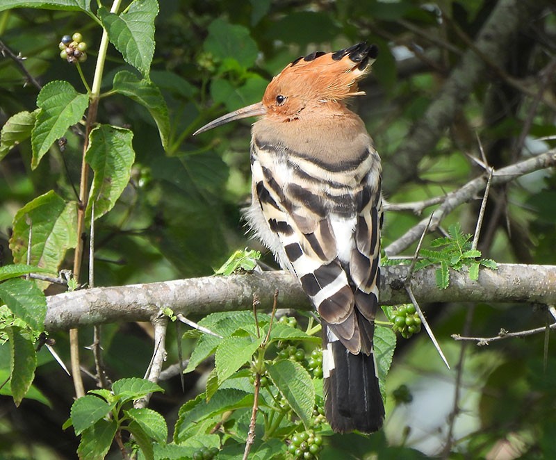 Eurasian Hoopoe - ML642148385