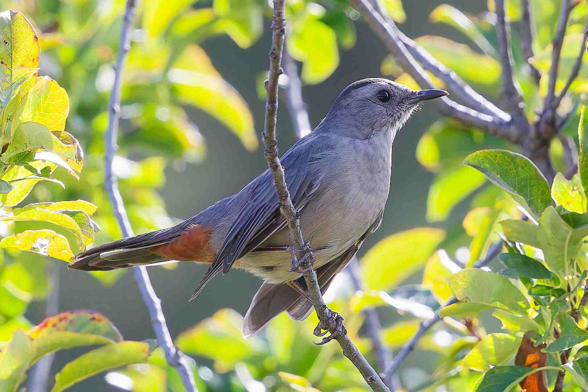 Gray Catbird - ML642148386