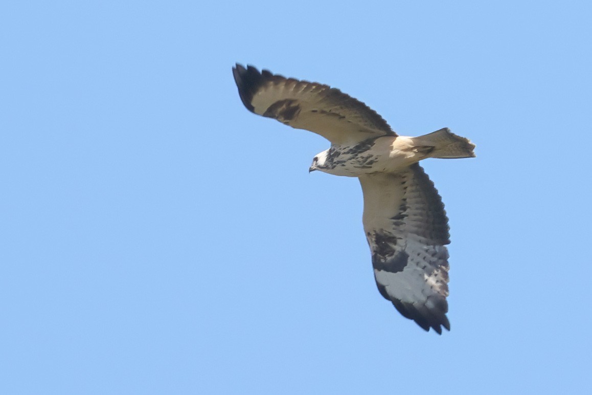 Common Buzzard - ML642148387