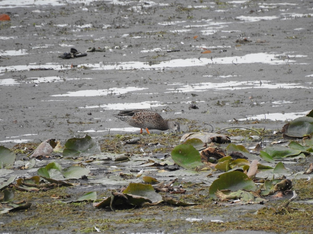 Blue-winged Teal - ML642148388