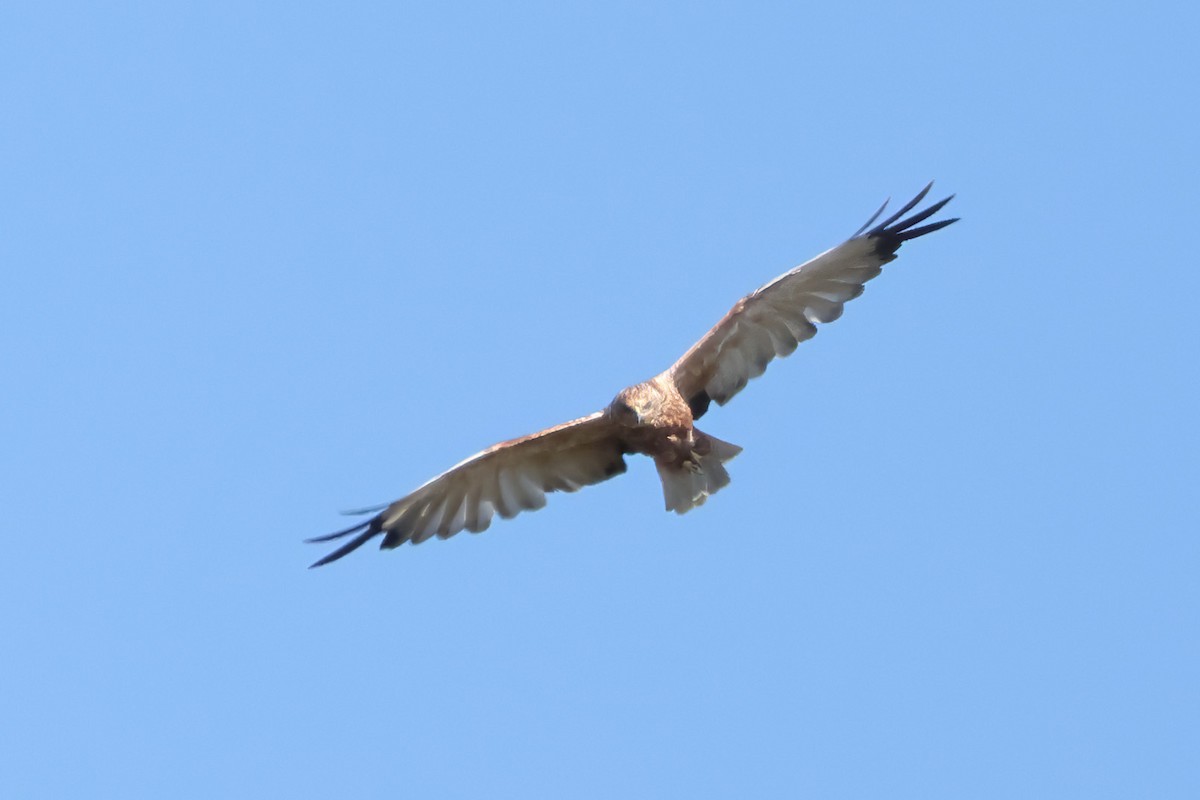 Western Marsh Harrier - ML642148389