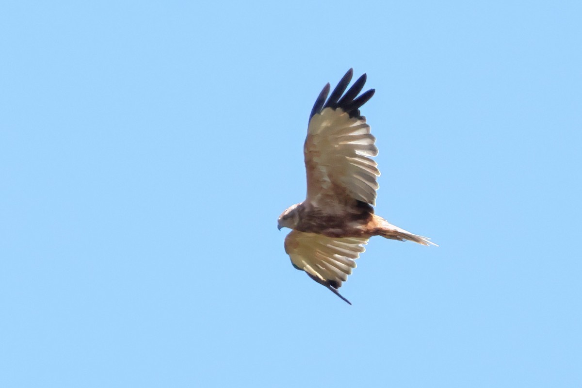 Western Marsh Harrier - ML642148390