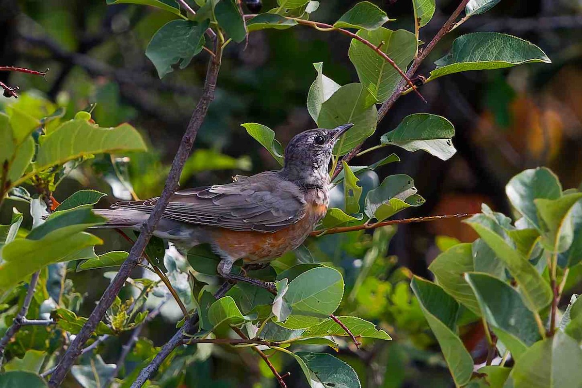 American Robin - ML642148391