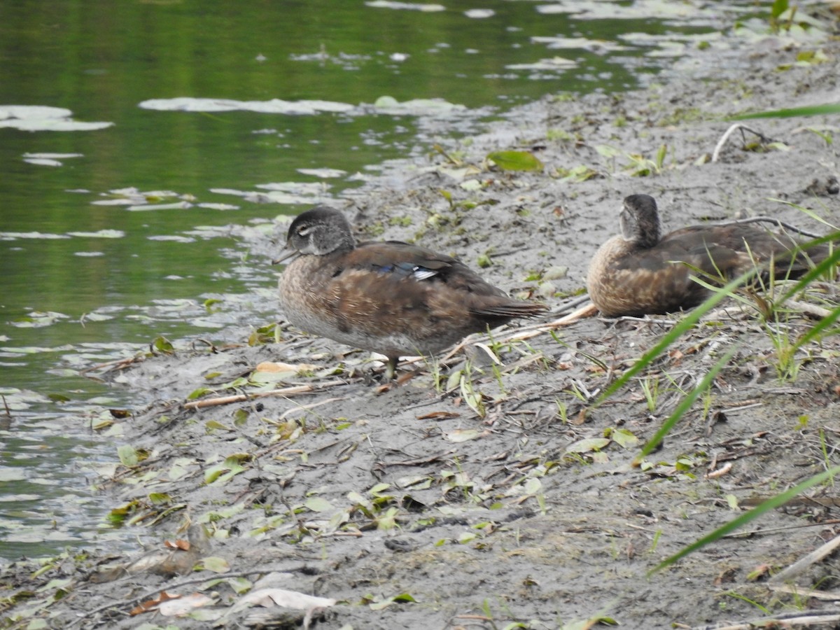 Wood Duck - ML642148393