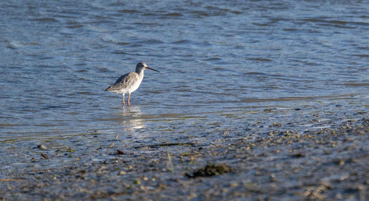 Spotted Redshank - ML642148394