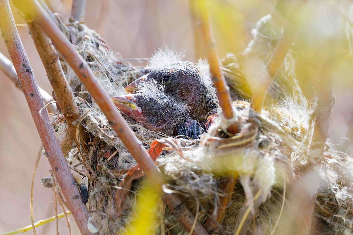 American Goldfinch - ML642148399