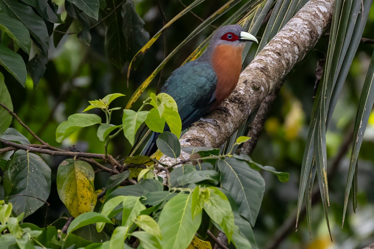 Chestnut-breasted Malkoha - ML642148400
