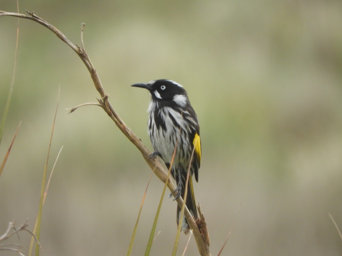 New Holland Honeyeater - ML642148401