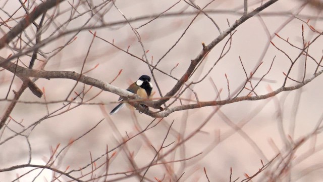 Asian Tit (Japanese) - ML642148402
