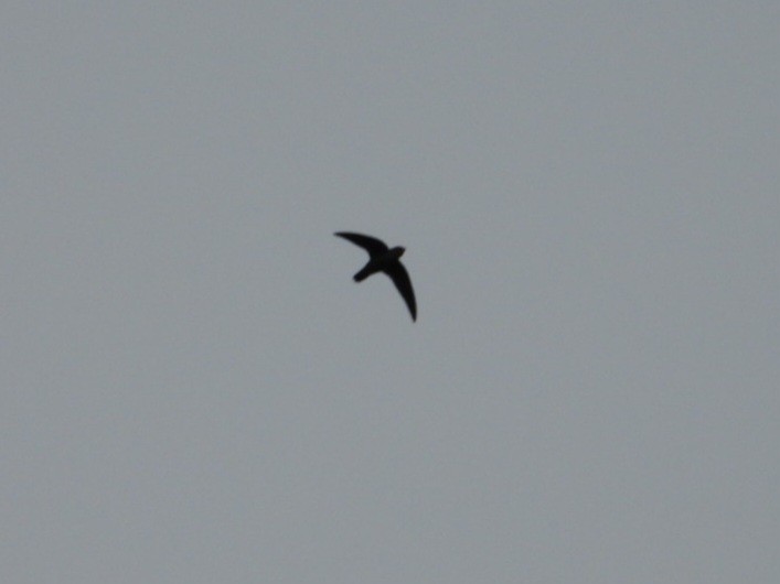 Chimney Swift - ML642148404