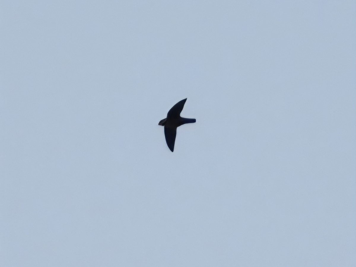 Chimney Swift - ML642148405