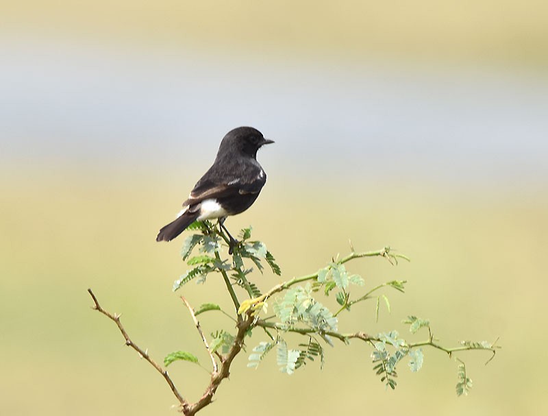Pied Bushchat - ML642148406