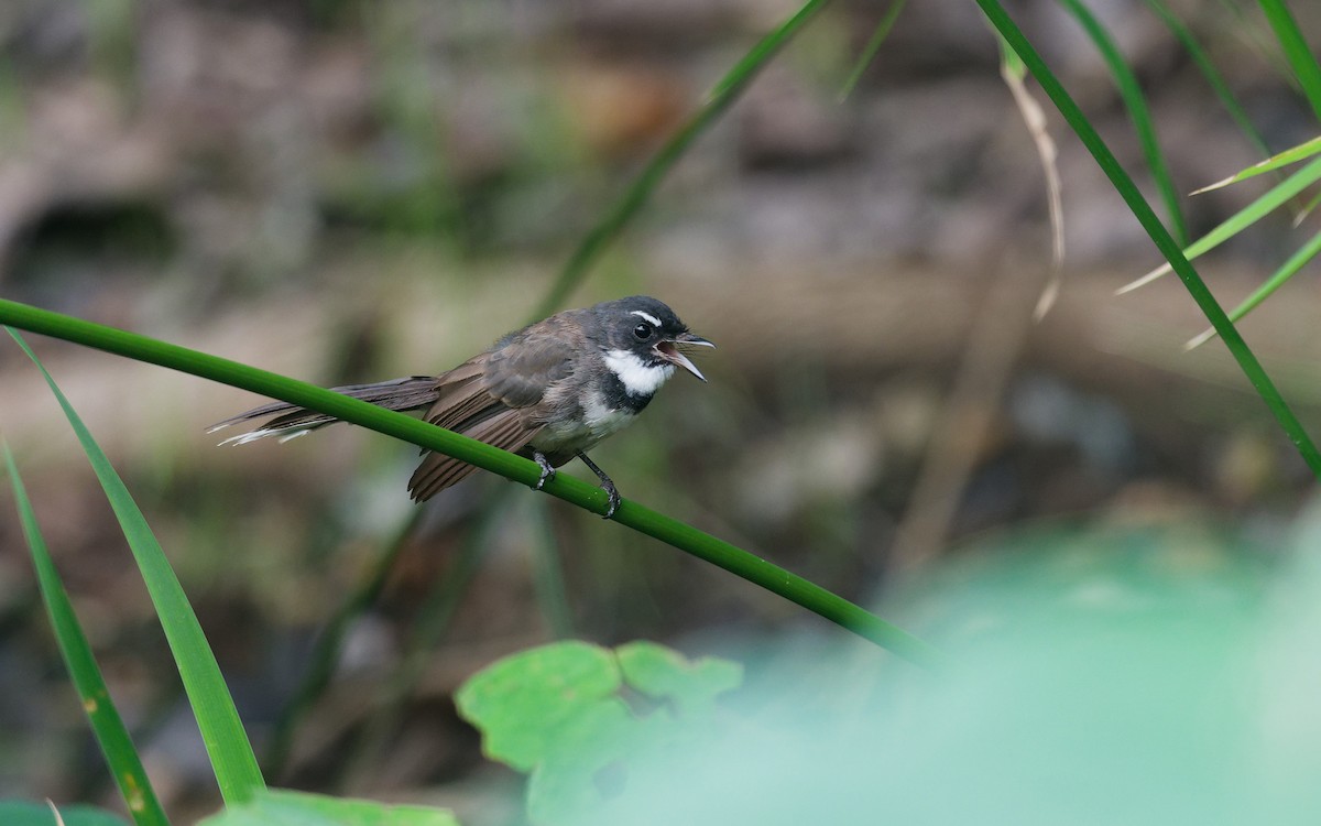Malaysian Pied-Fantail - ML642148408