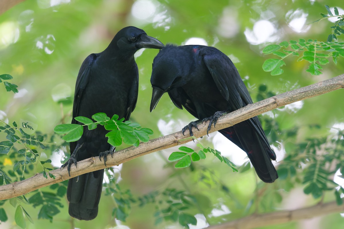 Large-billed Crow - ML642148409