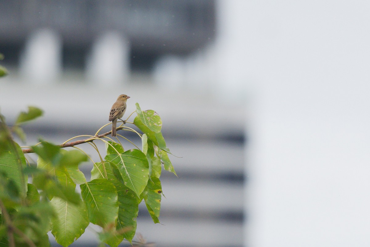 Plain-backed Sparrow - ML642148419