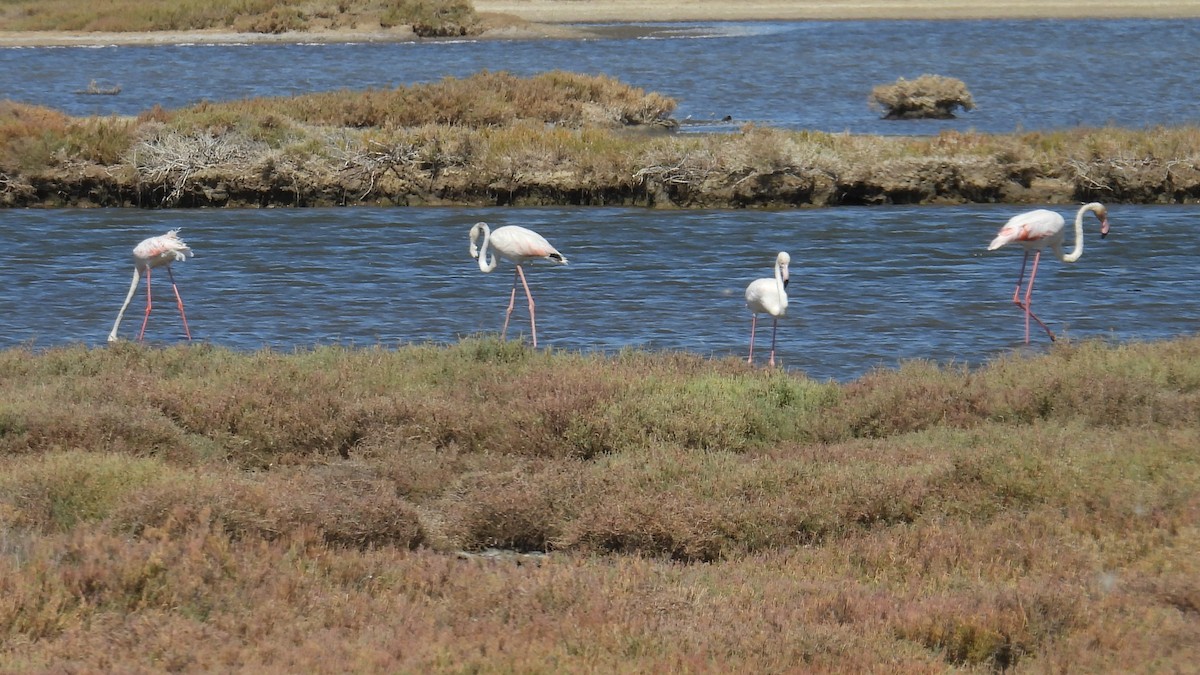 Greater Flamingo - ML642148432