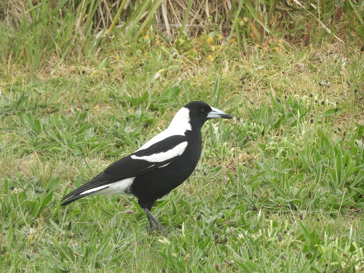Australian Magpie - ML642148439