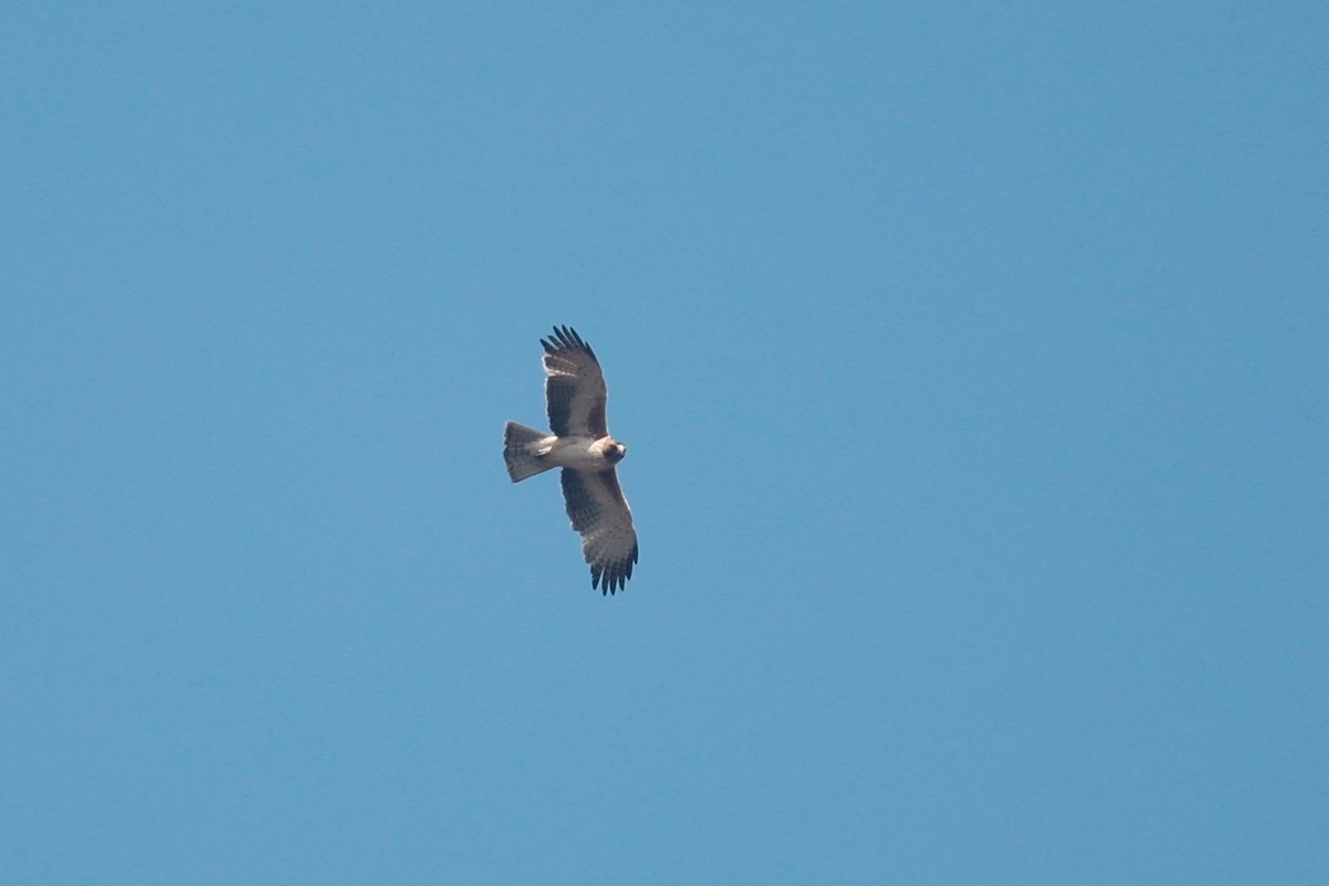 Aigle nain - ML642148451