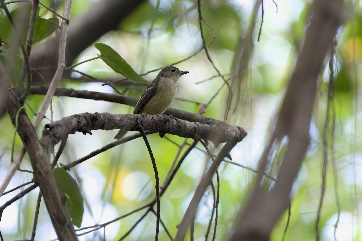 Yellow-rumped Flycatcher - ML642148454