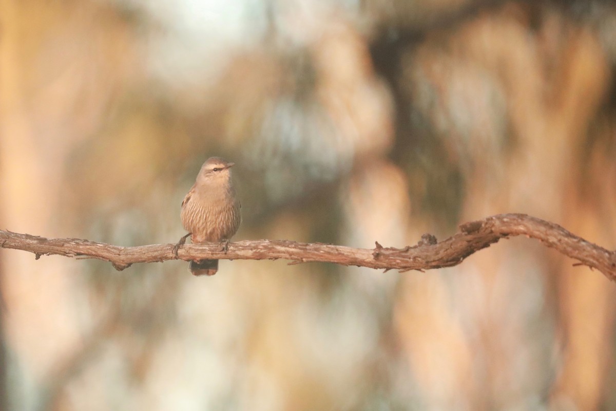 Brown Treecreeper - ML642148456