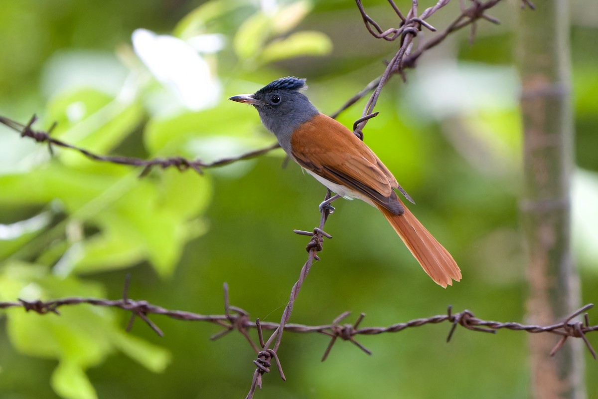 Blyth's Paradise-Flycatcher - ML642148458