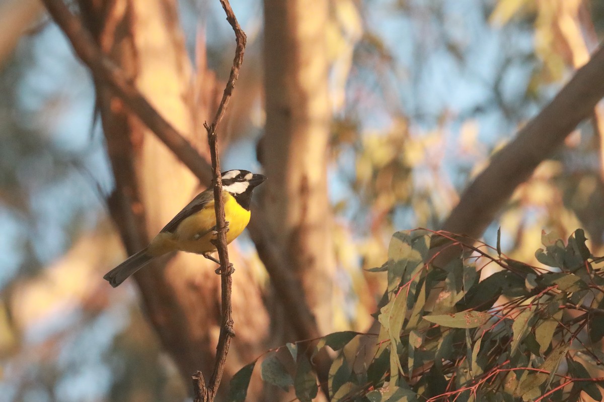 Eastern Shrike-tit - ML642148459
