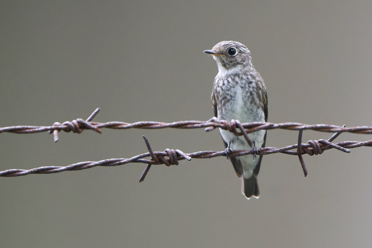 Dark-sided Flycatcher - ML642148460