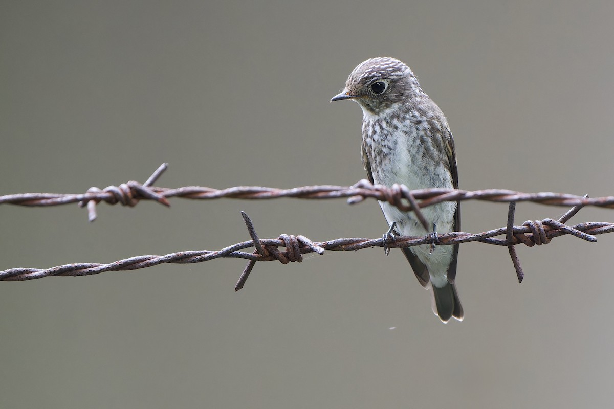 Dark-sided Flycatcher - ML642148461