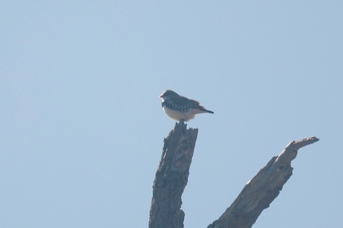 Diamond Firetail - ML642148462