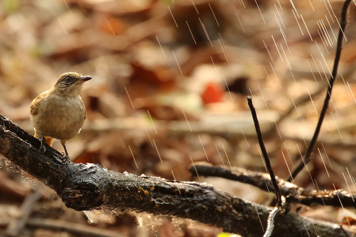 Streak-eared Bulbul - ML642148463