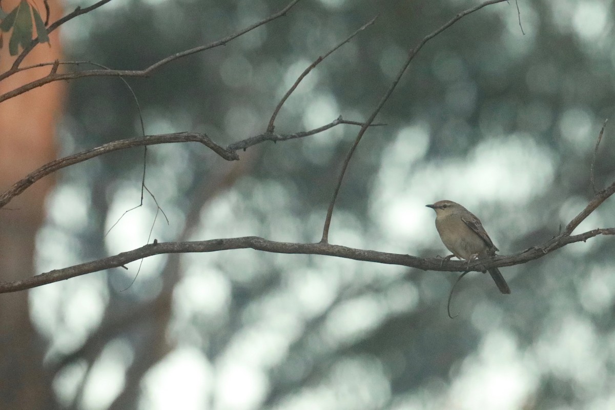 Rufous Songlark - ML642148464