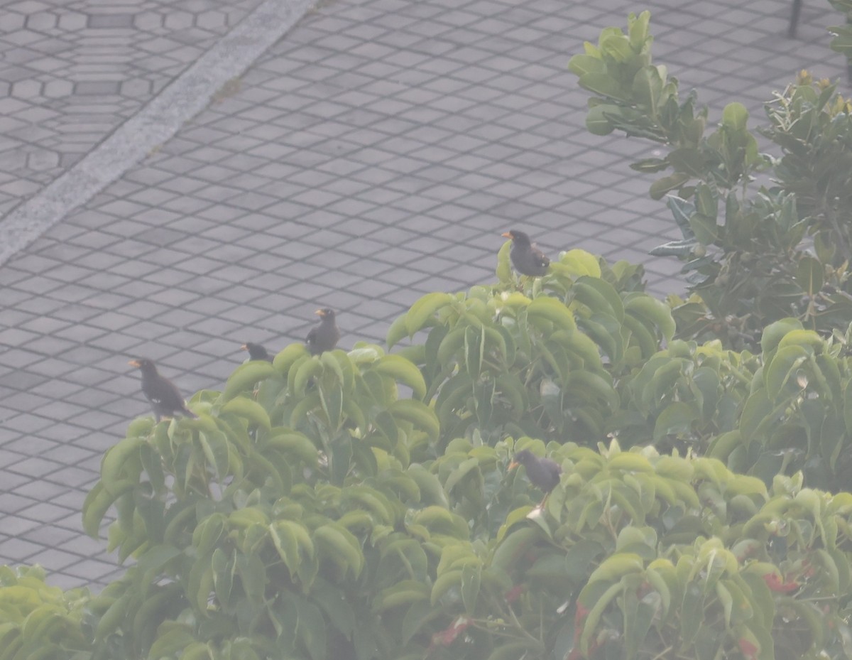 Javan Myna - ML642148466