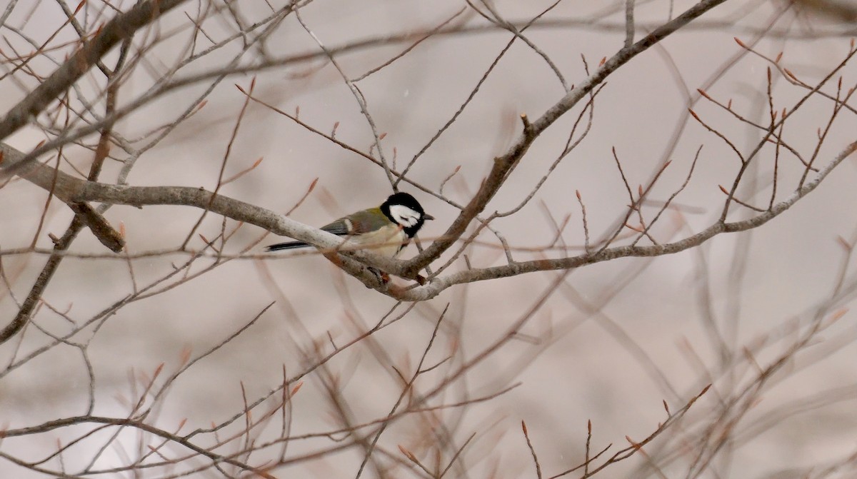 Asian Tit (Japanese) - ML642148467