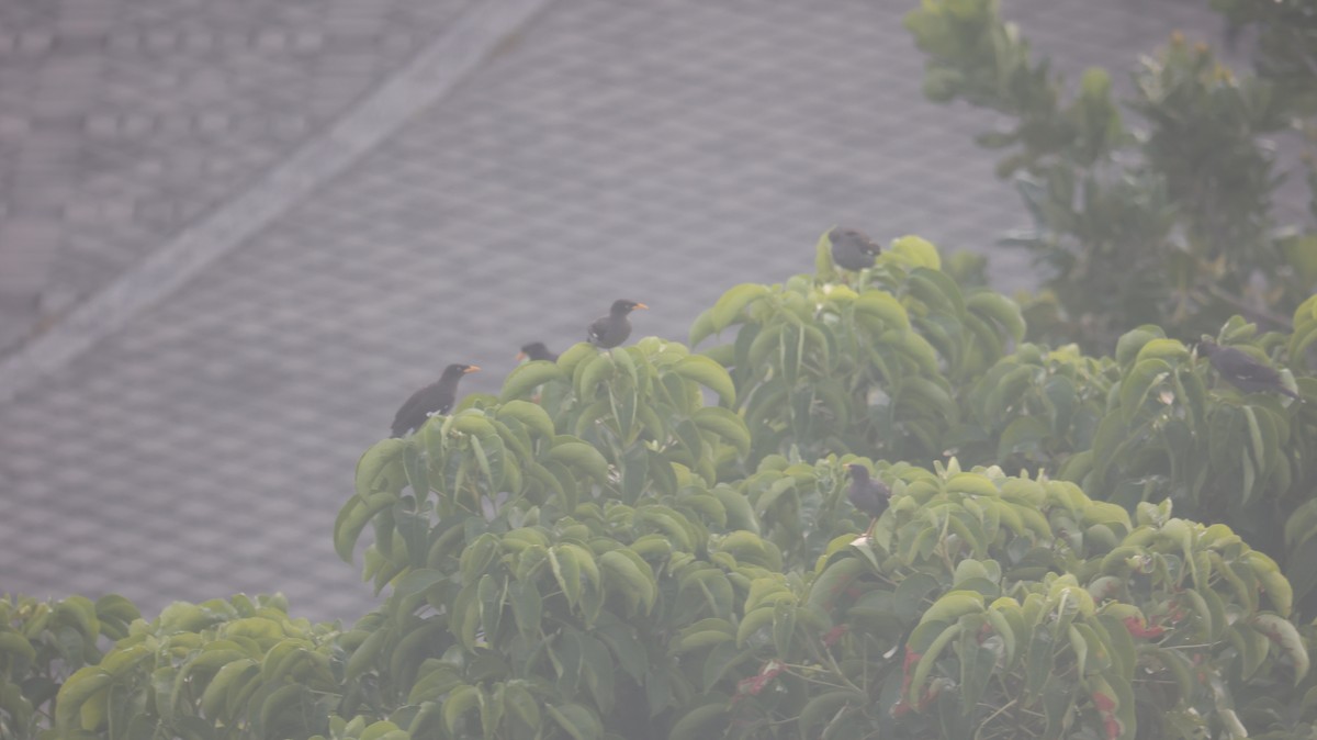 Javan Myna - ML642148470