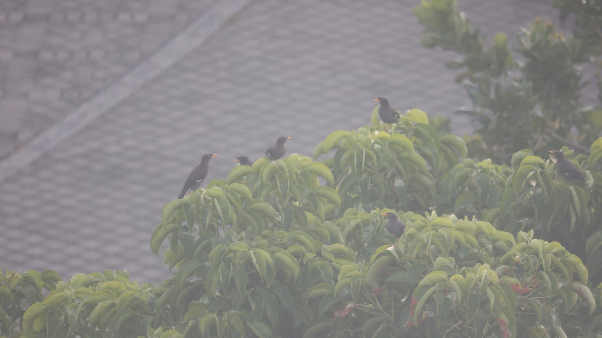 Javan Myna - ML642148471