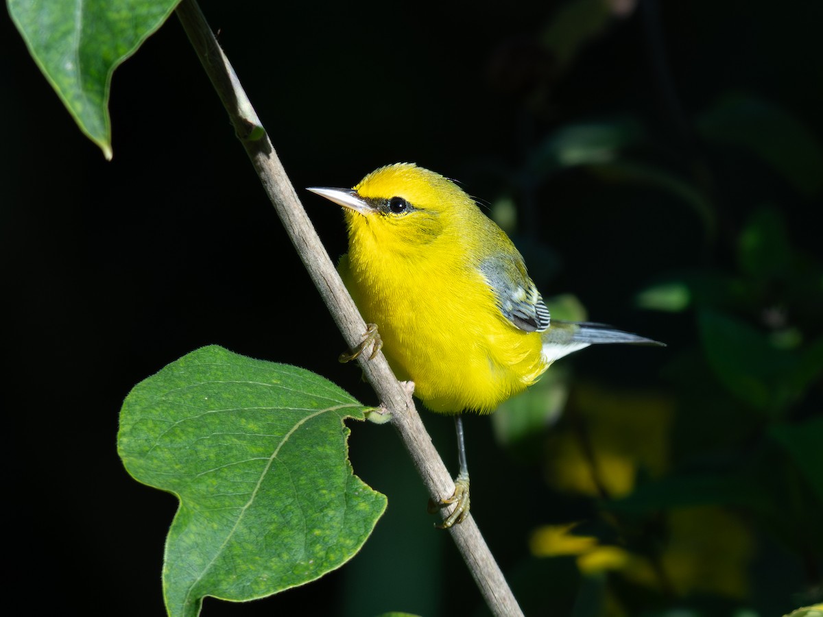 Blue-winged Warbler - ML642148472